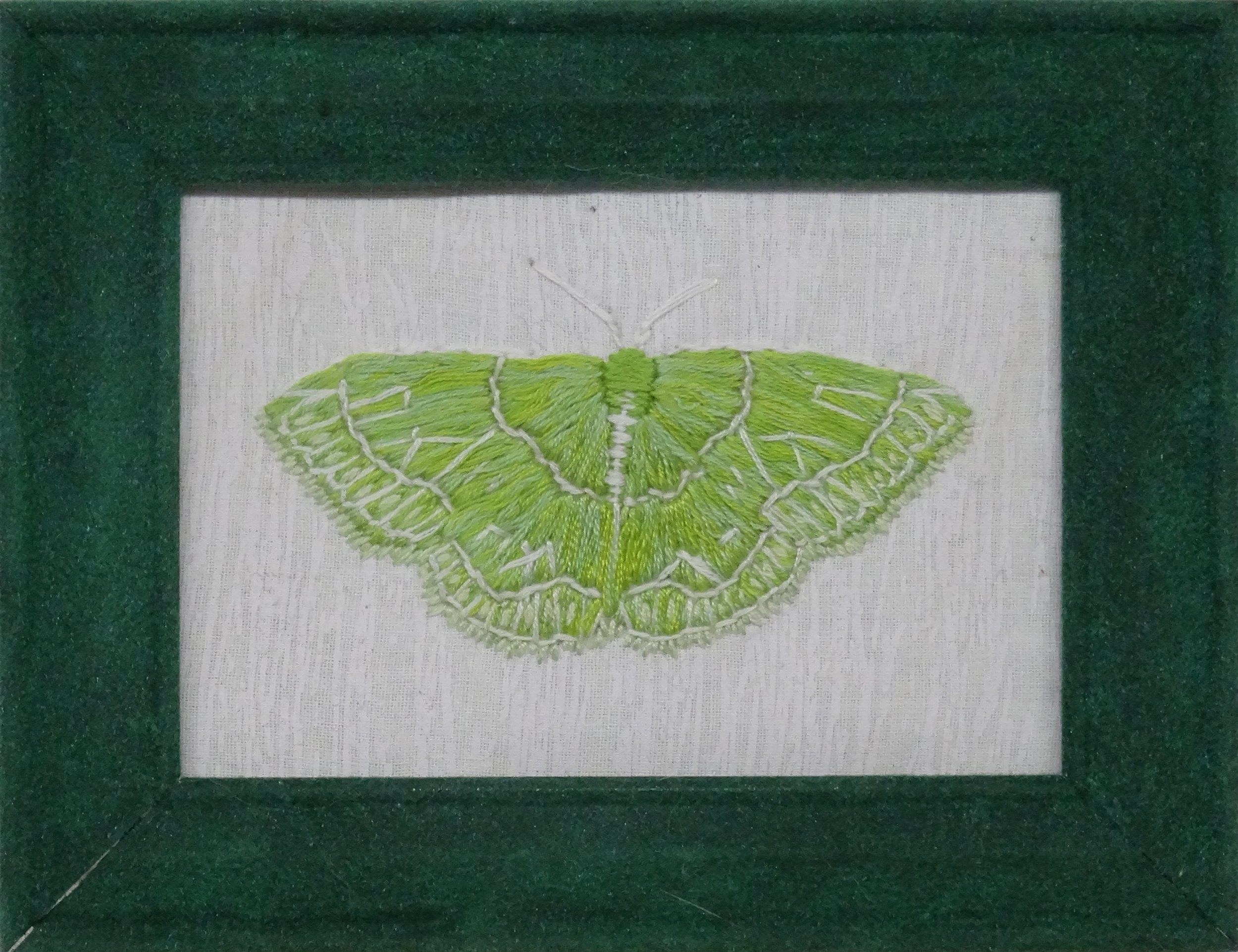 Wavy-lined Emerald Moth (Synchlora aerata)
