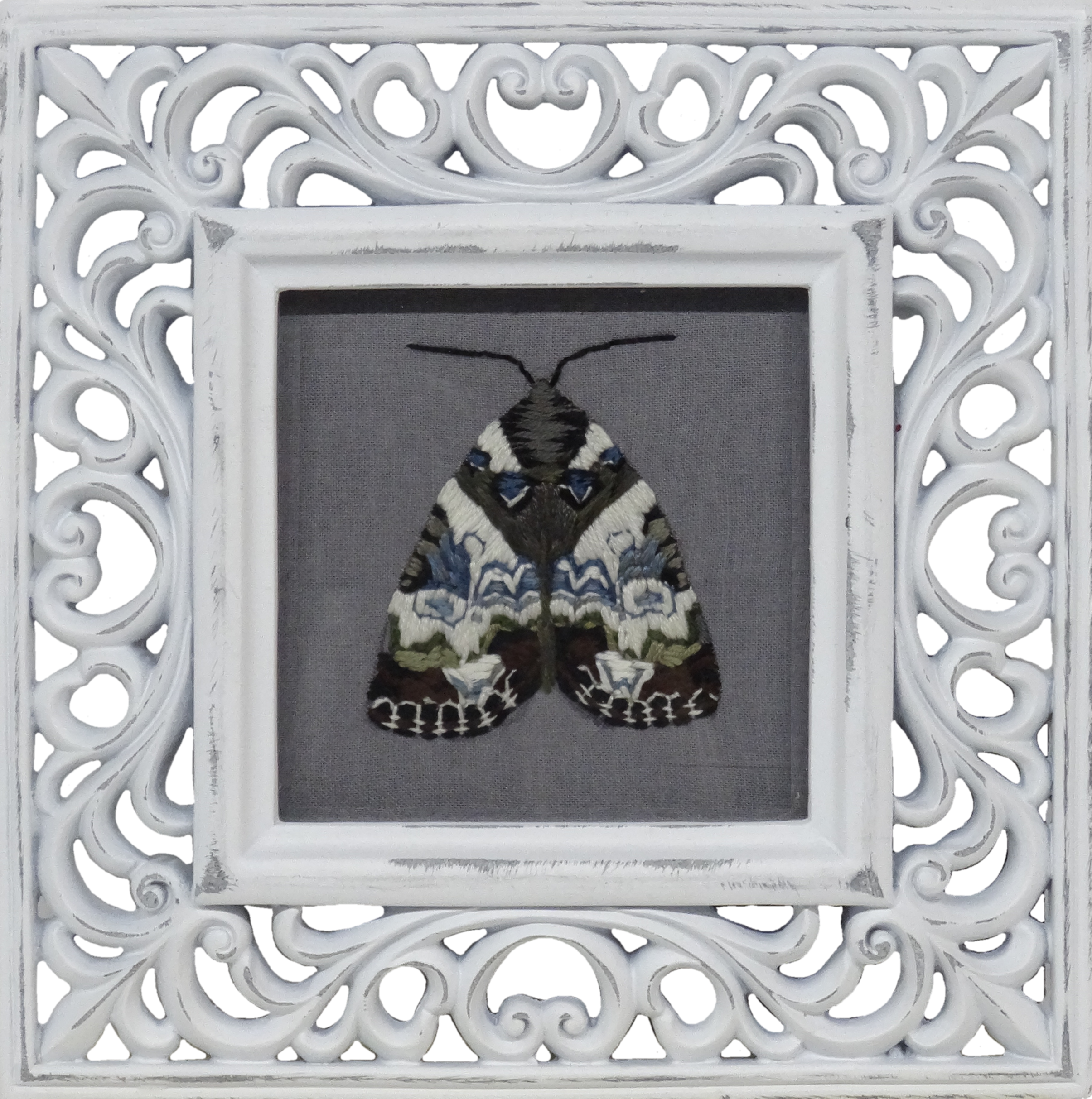 Tufted Bird-Dropping Moth (Cerma cerintha)