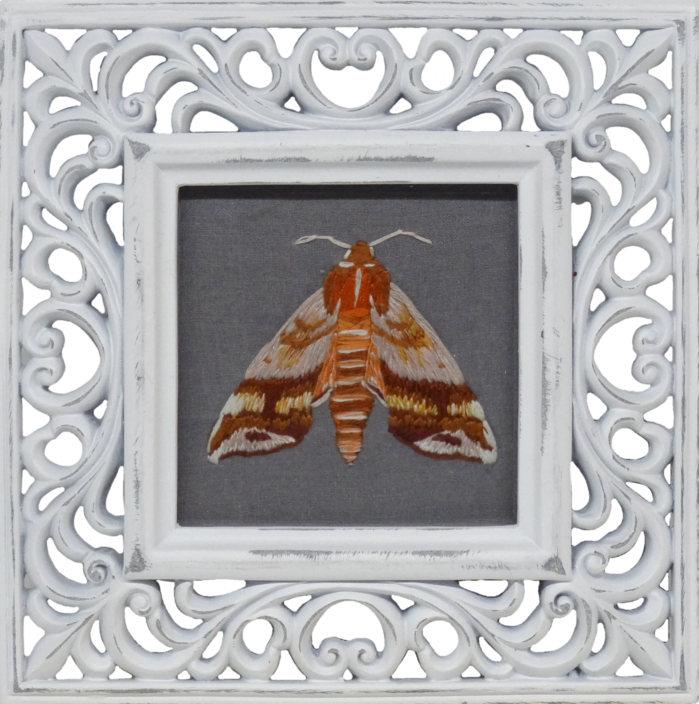 Azalea Sphinx Moth (Darapsa choerilus)