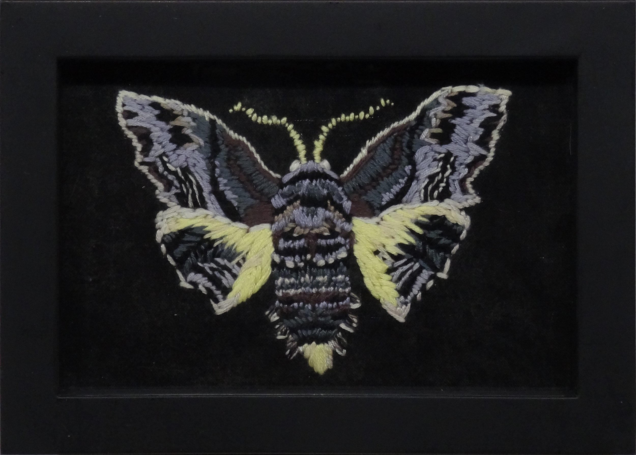 Abbots Sphinx Moth (Sphecodina abbottii)