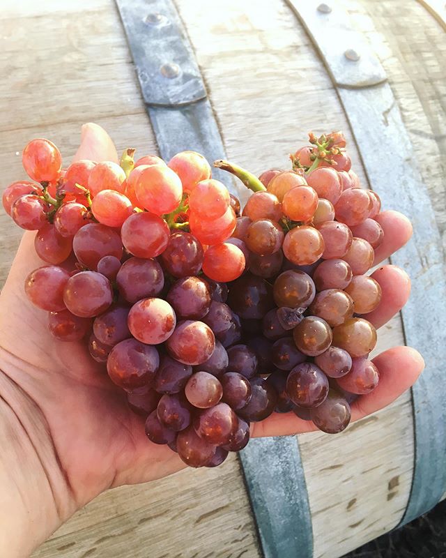 First fruit of 2019 harvest came in today! Gewurztraminer!!! Cute autumn coloured grapes and a spicy zippy flavour on these! Can&rsquo;t wait. Exciting projects coming with this harvest 🍇.