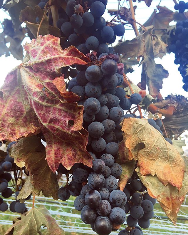 Almost done!!! Just a few more grapes to bring in including these cute Cabernet Sauvignon grapes from the similkameen valley 🍇. Can&rsquo;t wait to share all the super splashy wines with you pals ❤️