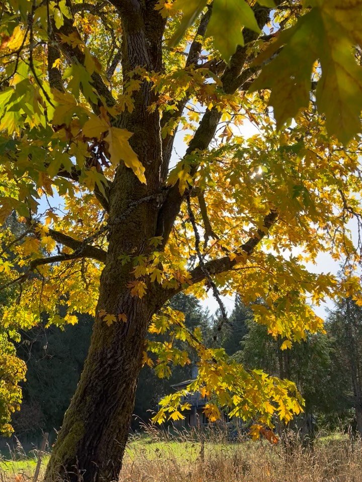 Savouring the flavours and foliage of Salt Spring Island this fall 

🍂🍁🍎🍏🍇🍷✨
