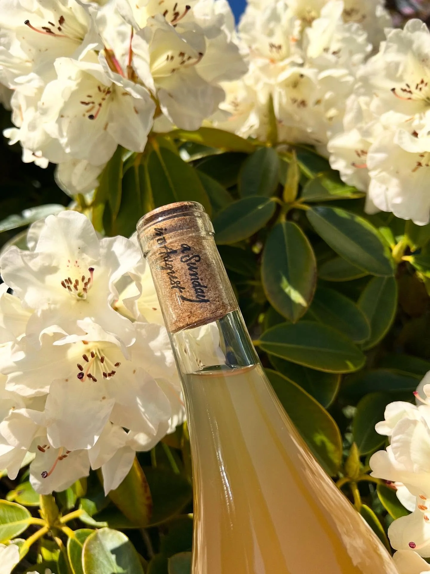 Spring wines coming soon 🌼🍷😛