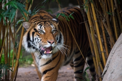 This Tiger is nothing, A Salieri to the Mozarts in the zoo.