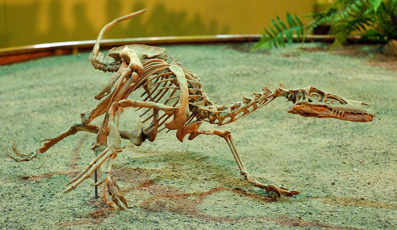 Velociraptor