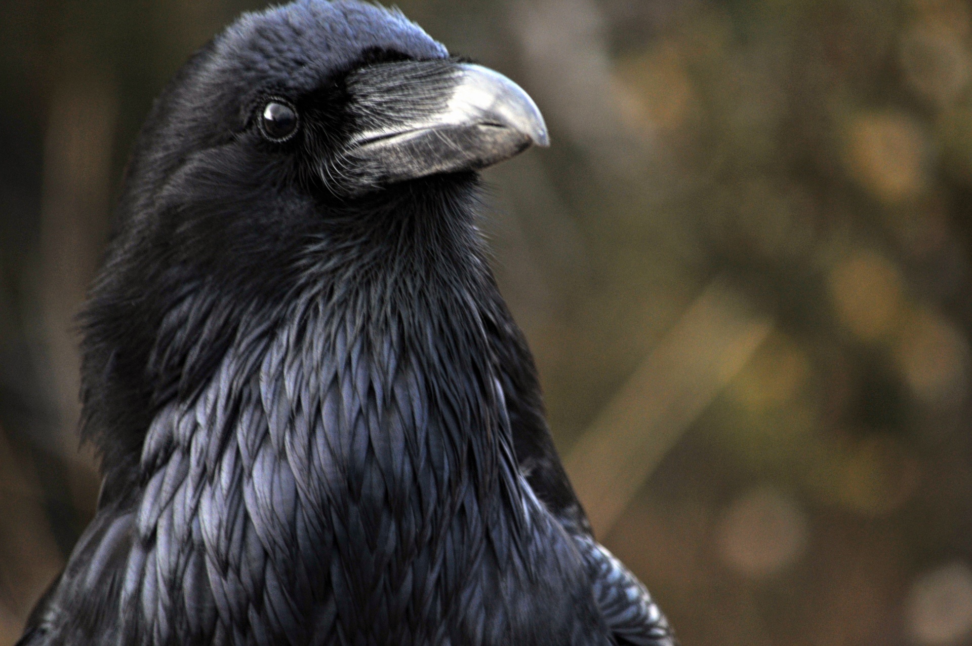 Raven