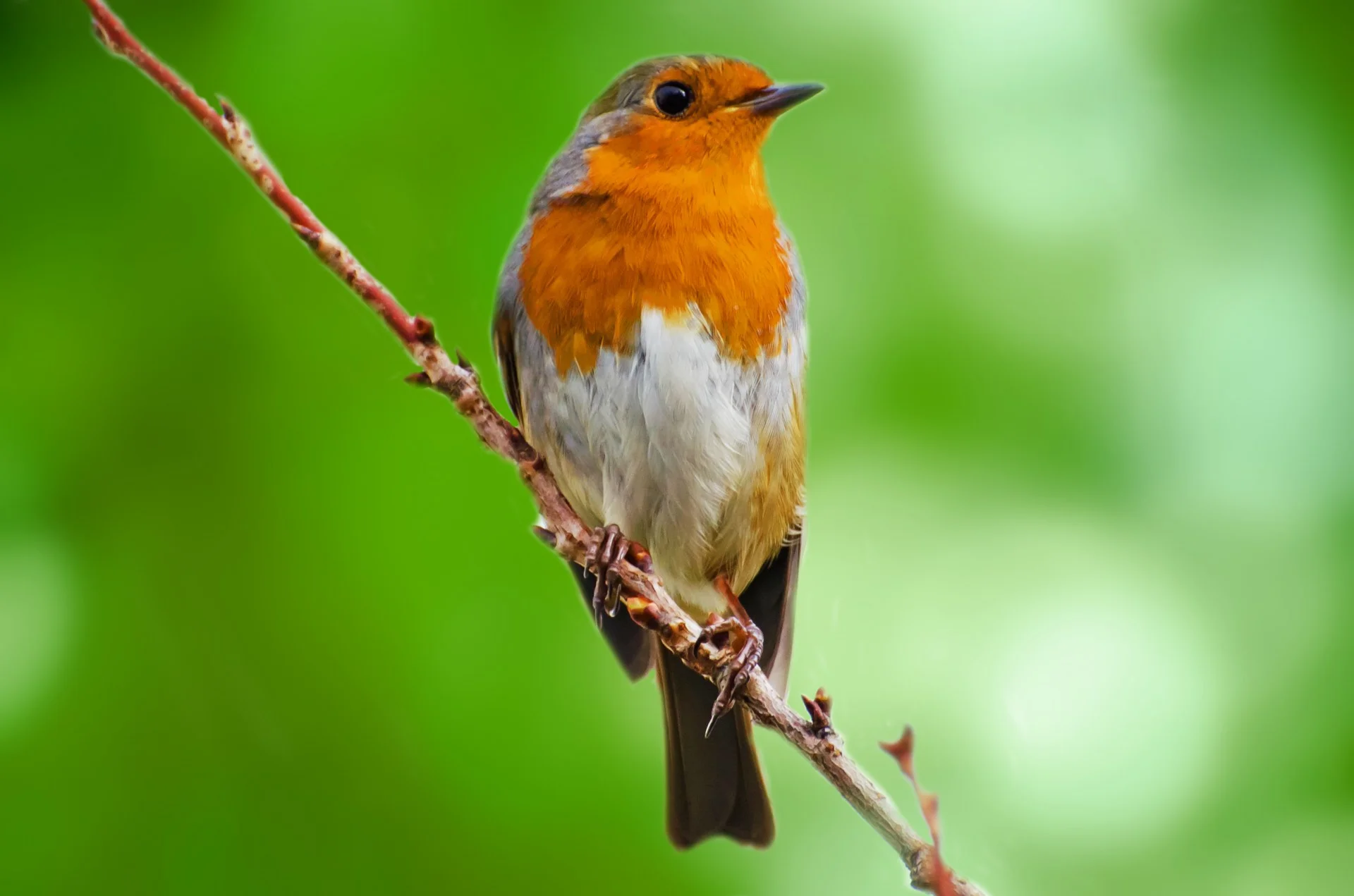 Get an extra follower on Twitter with magic