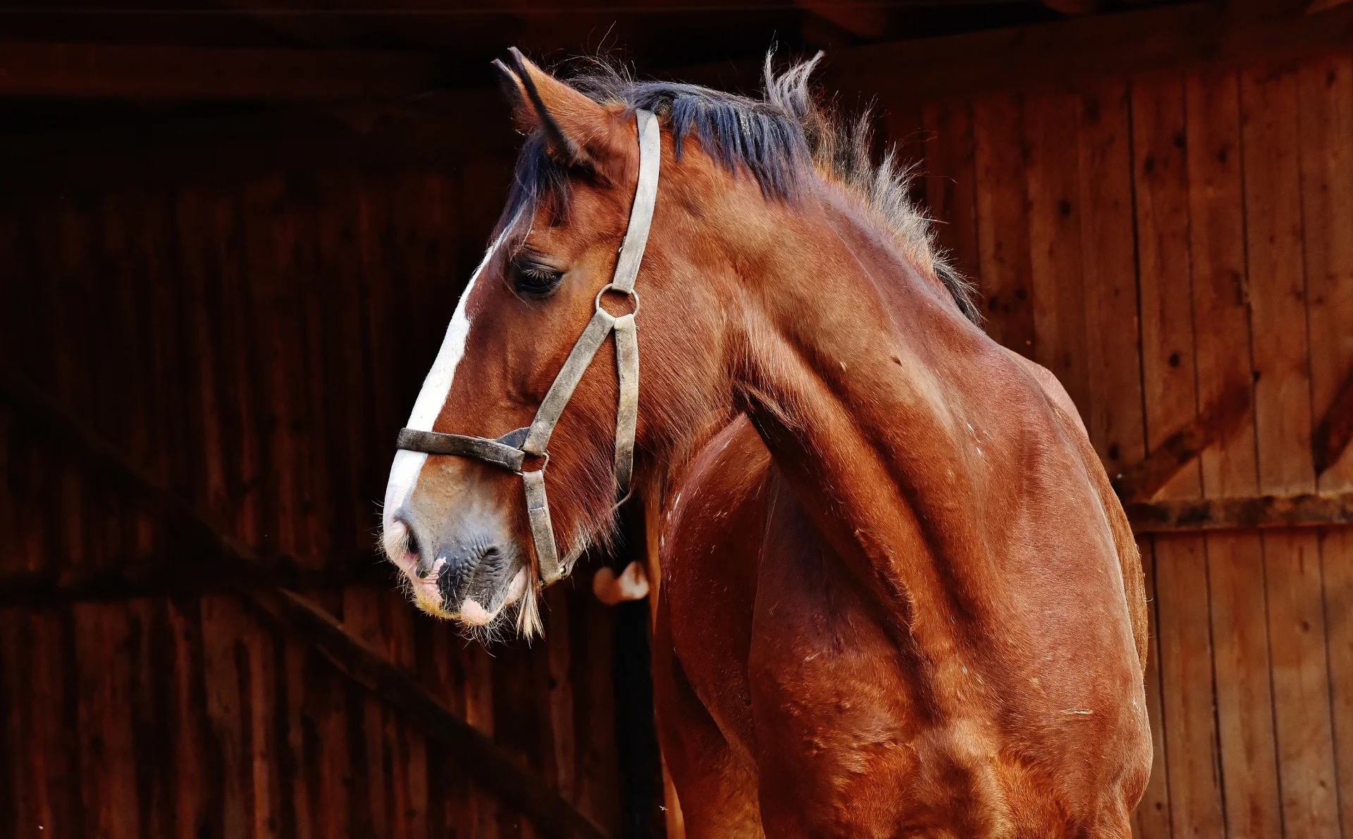 horse-1499197025yJP.jpg