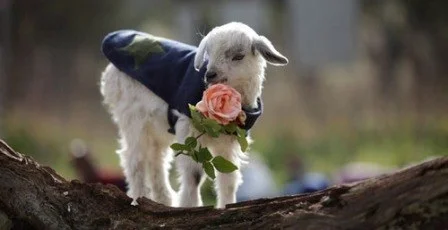 picture of cute goats rose