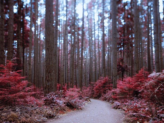 Kodak Aerochrome film simulation