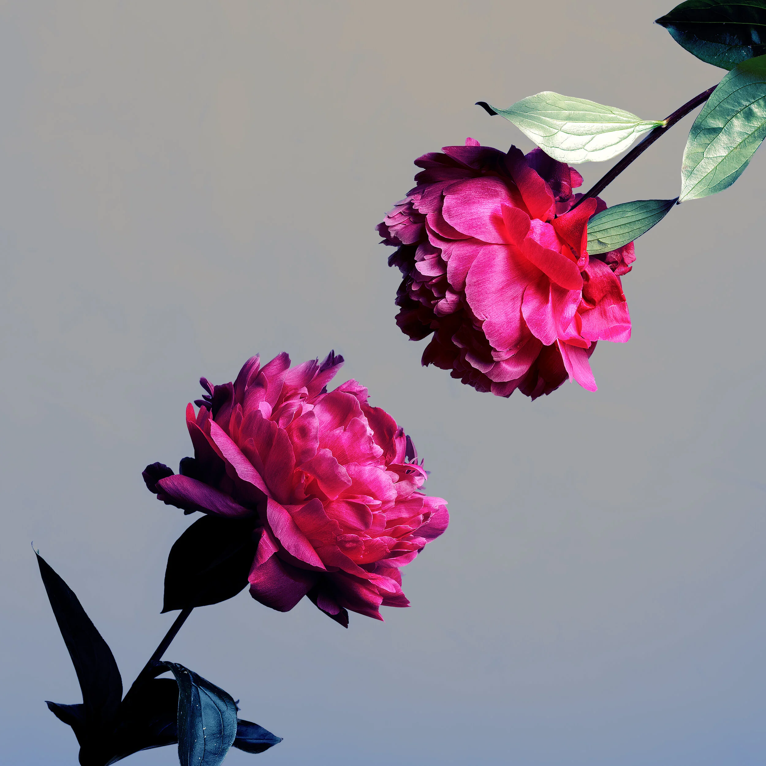 flower_felixyuen1234.jpg