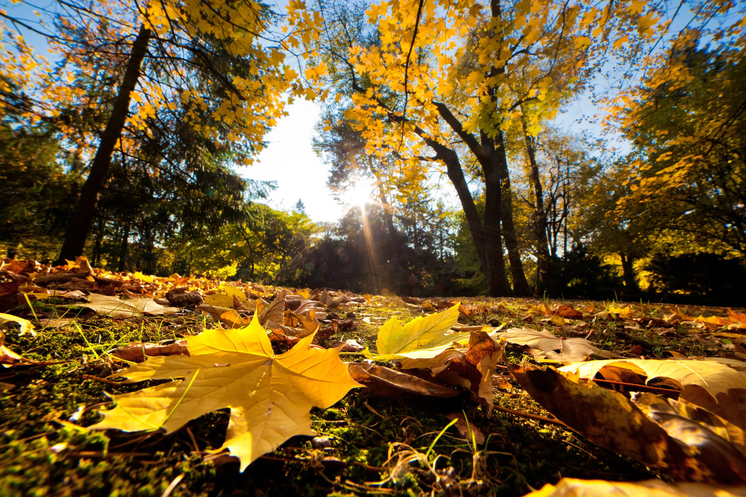 LS Autumn Sun.jpeg
