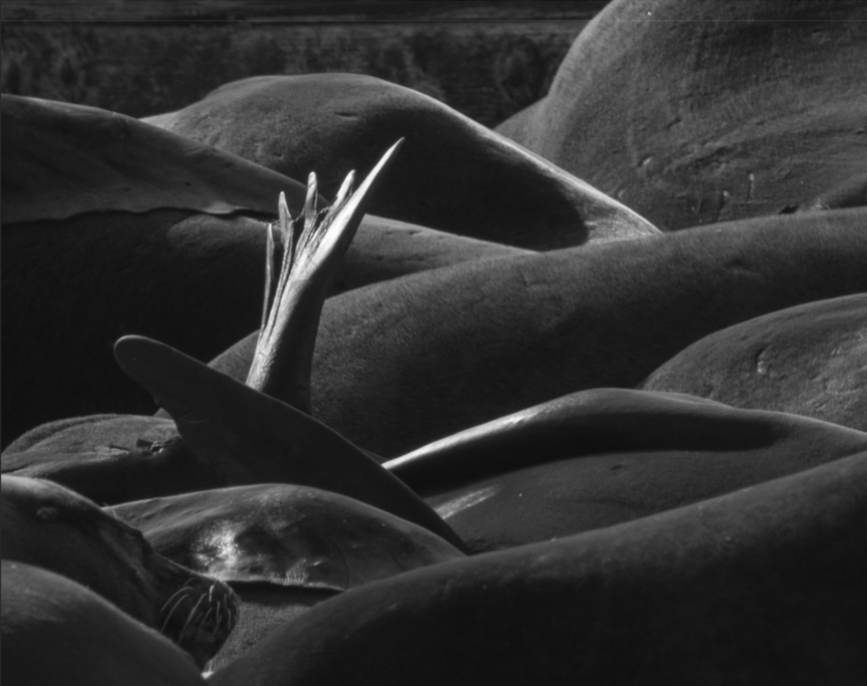 William Lee, Sultry Seals