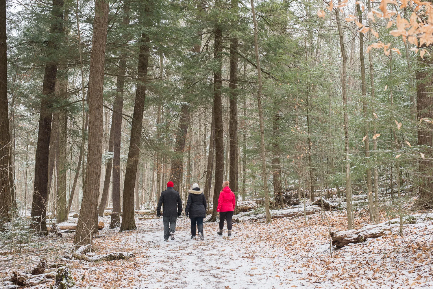 *FULL* Guided Forest Therapy Session