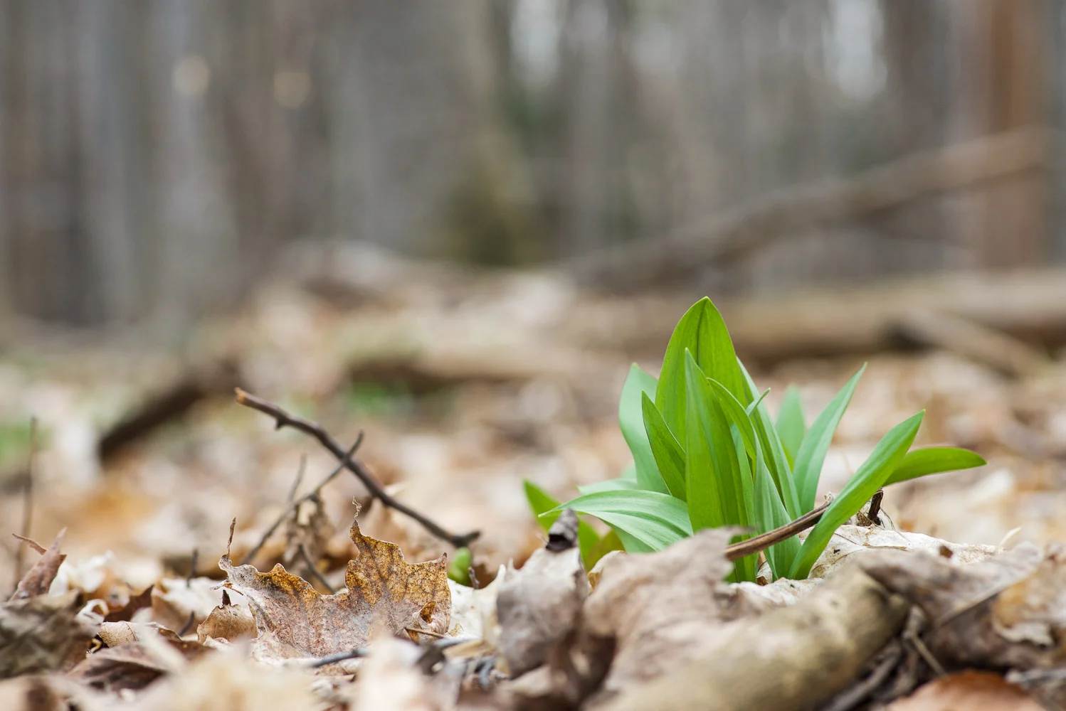 Guided Forest Therapy Session