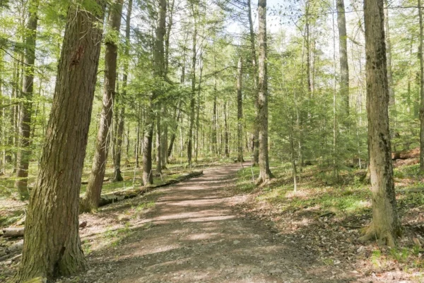 Nature Mindfulness Drop-in: Jackson Park