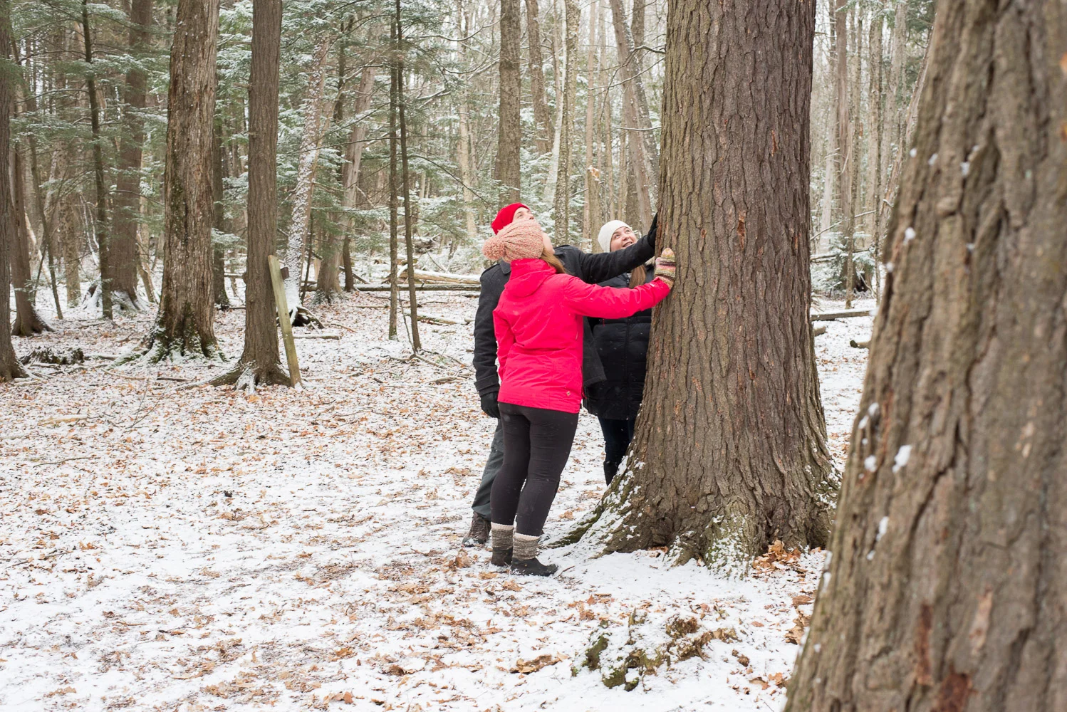 Winter Solstice Forest Bathing