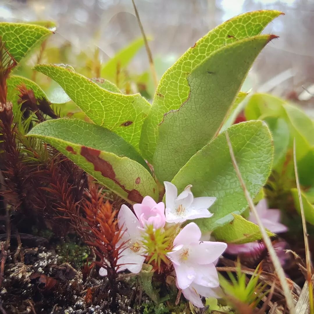 This tiny trailing shrub took me by surprise! Trailing Arbutus grows naturally on our Canadian shield. Apparently not rare or uncommon, it is known for having highly specialized habitat needs and is likely often overlooked as its gorgeous blooms come