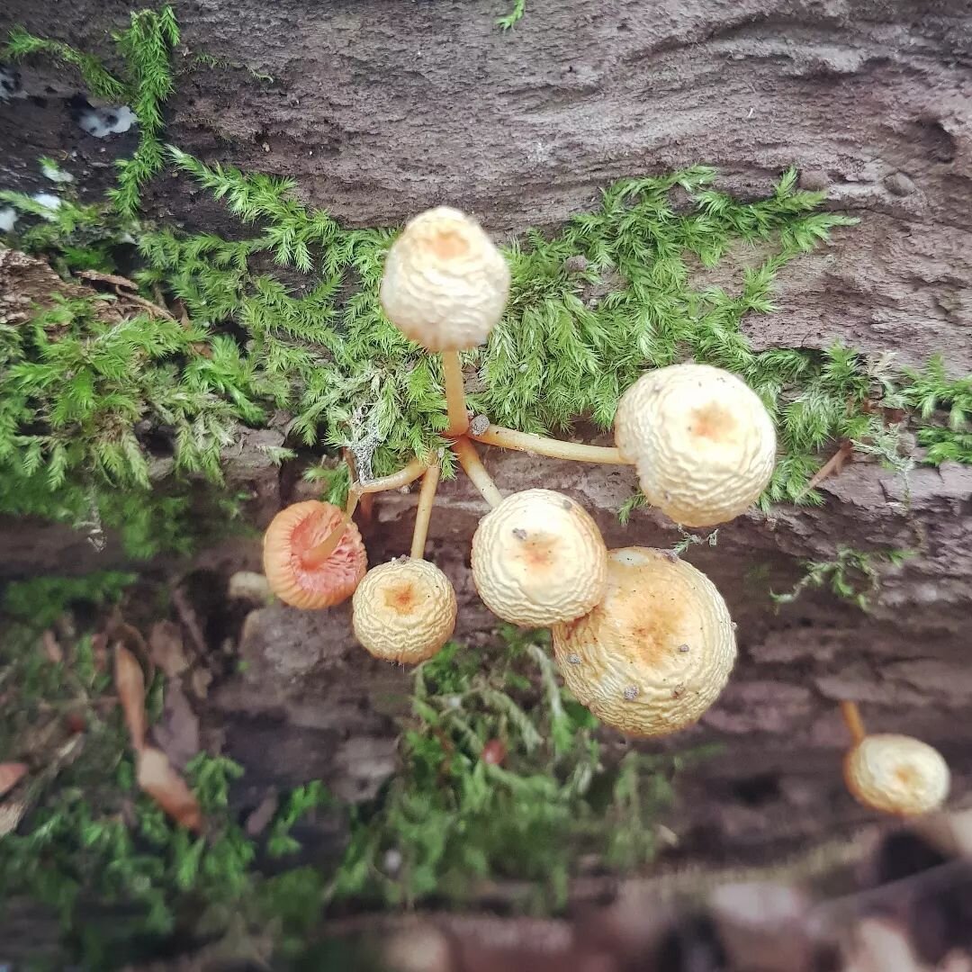 The feeling of the air is shifting, and it's mushroom season -what a spectacular time to visit the forest 🍄❤️
.
Many of these were only spotted after having slowed down or stopped altogether on the trail. It's funny how hard it can be to see things 