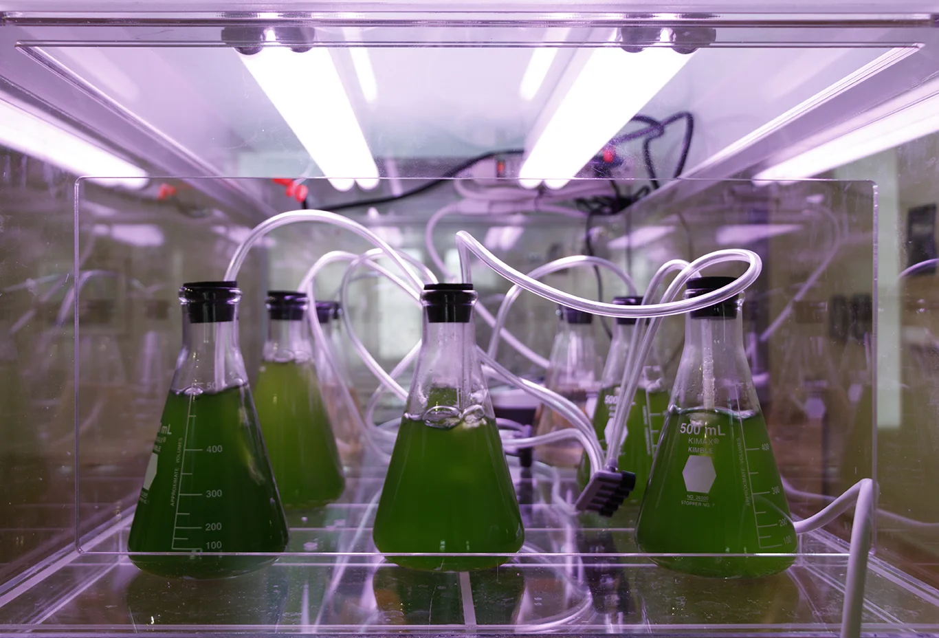 detail (water samples): glass, water from Cedar River, phytoplankton, grow-lights, iron sulfate
