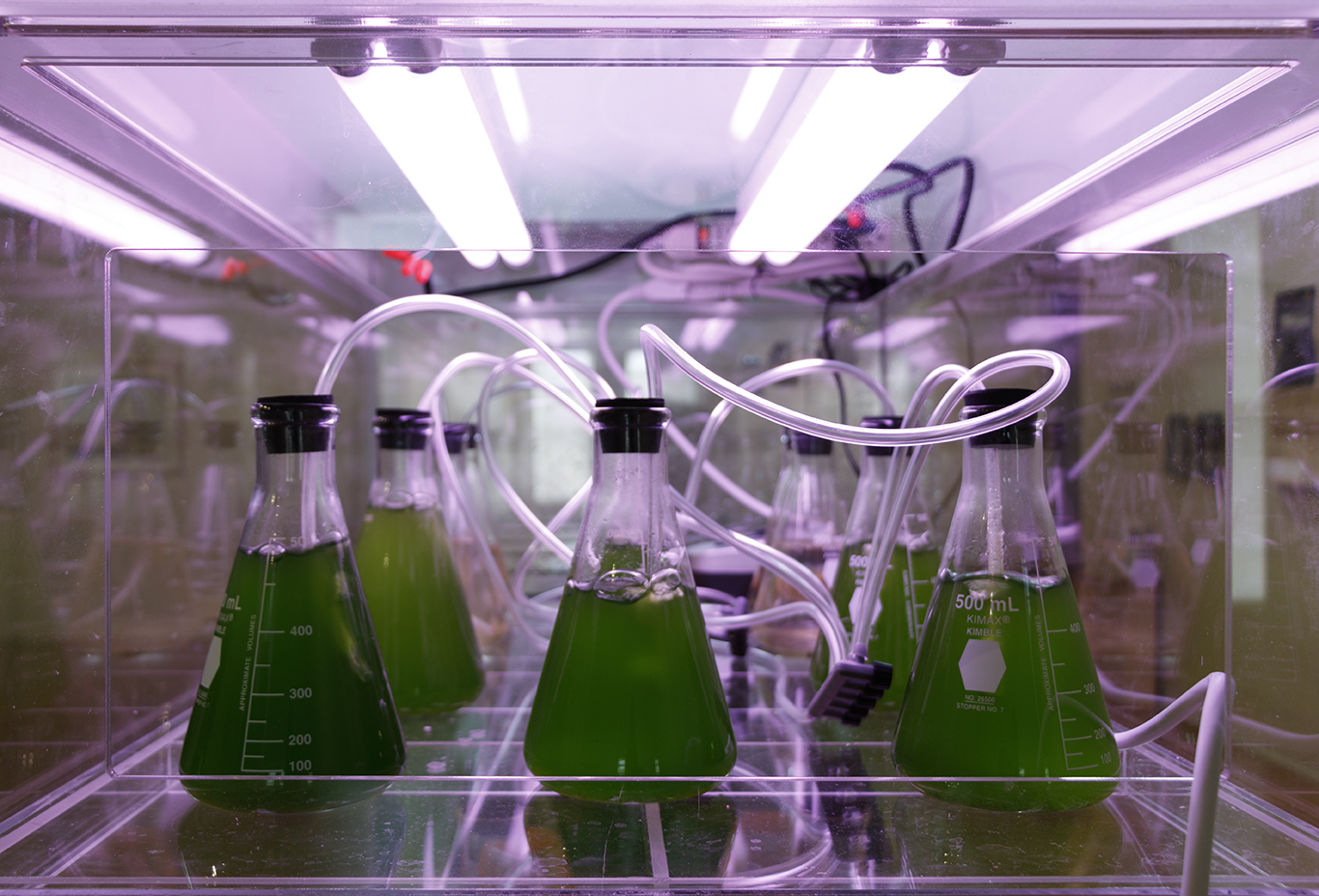 detail (water samples): glass, water from Cedar River, phytoplankton, grow-lights, iron sulfate