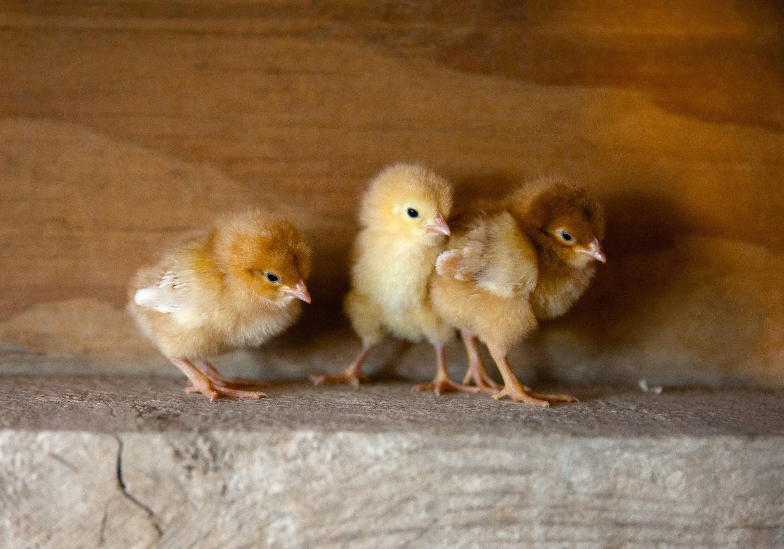 Chicks March 2017.jpg
