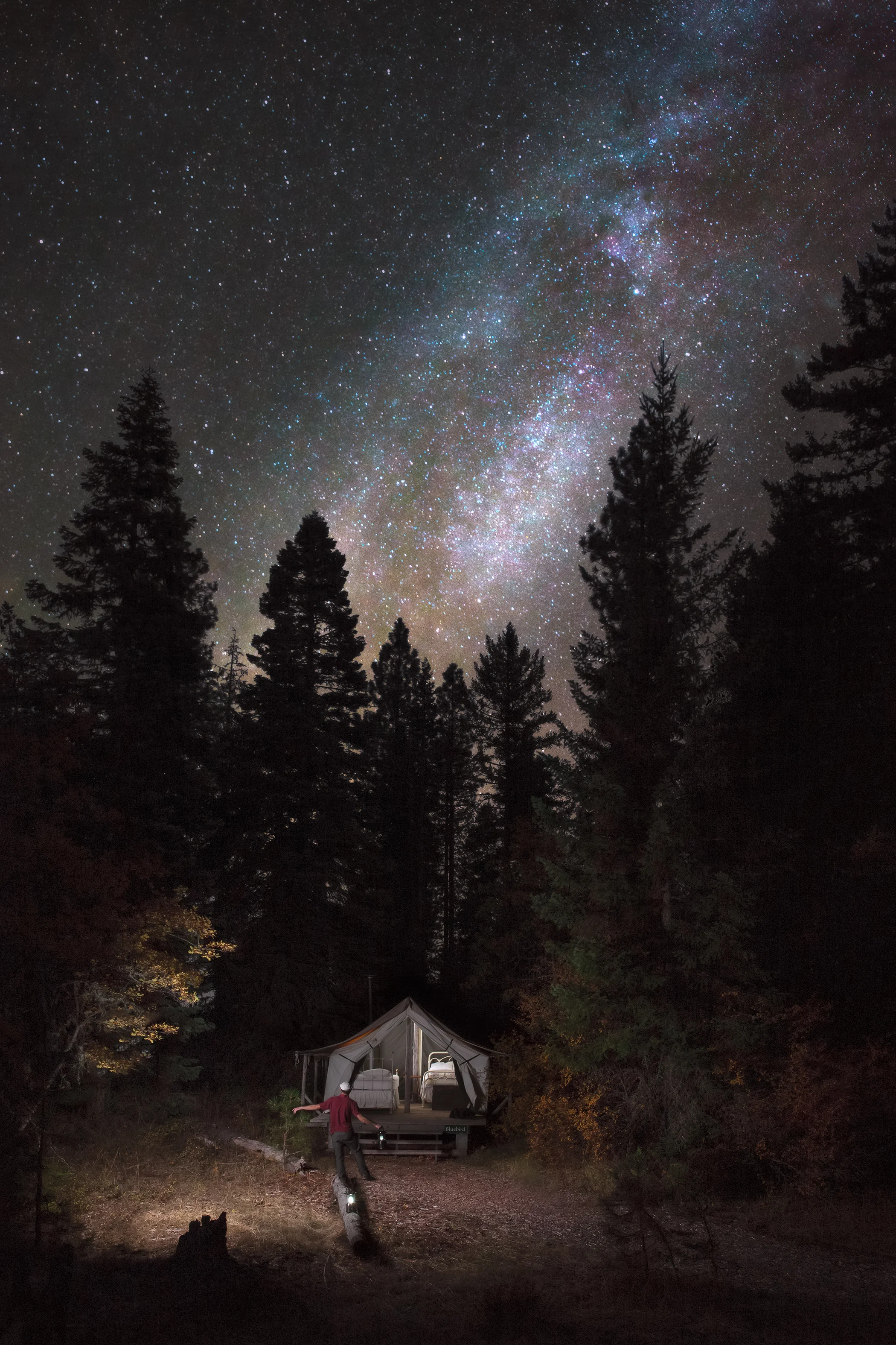 Milky Way Bluebird.jpg