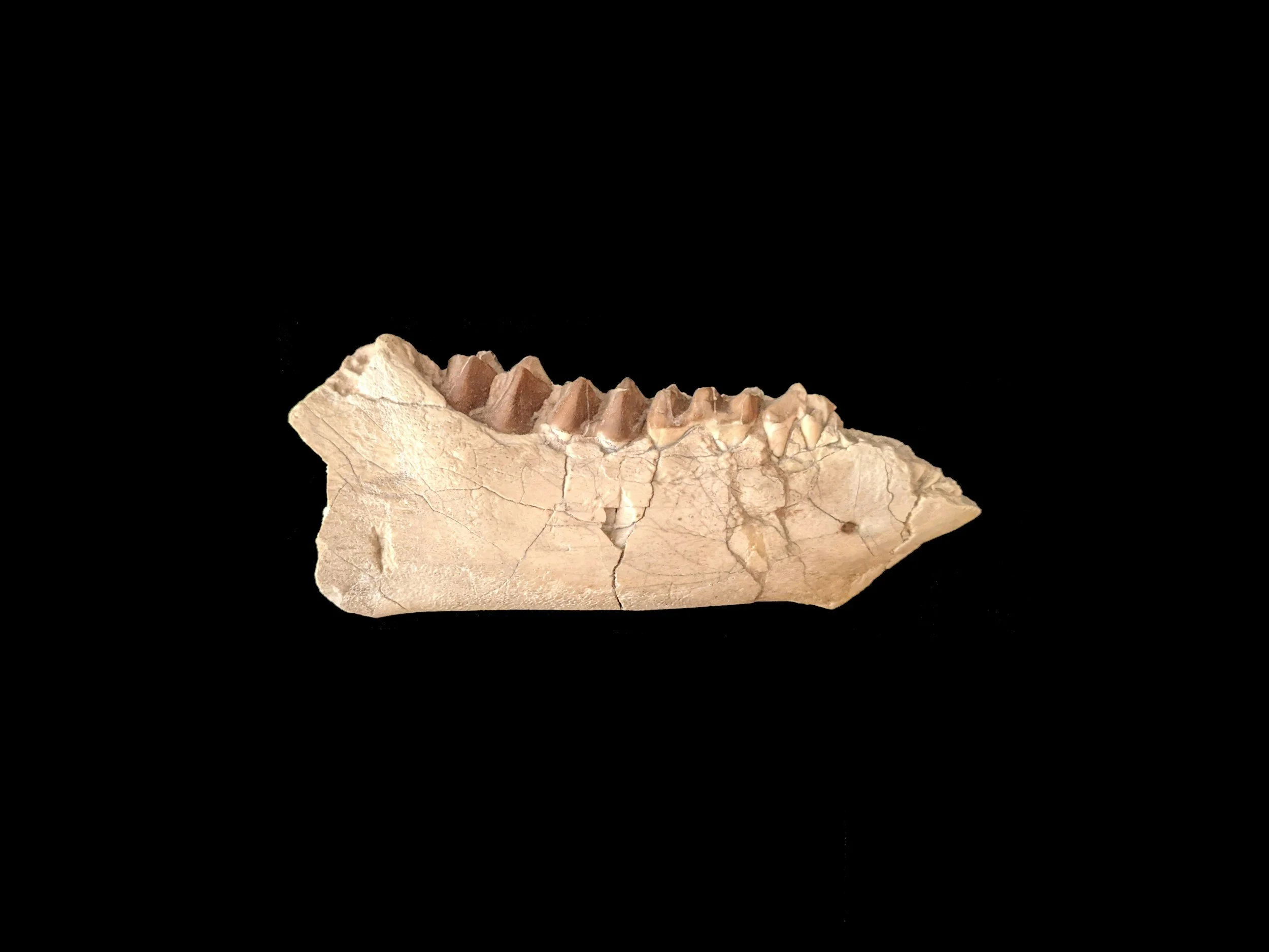 Your Ancestors And Your Teeth — Paramount Dental Sydney