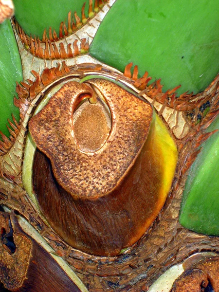 tree_detail.jpg