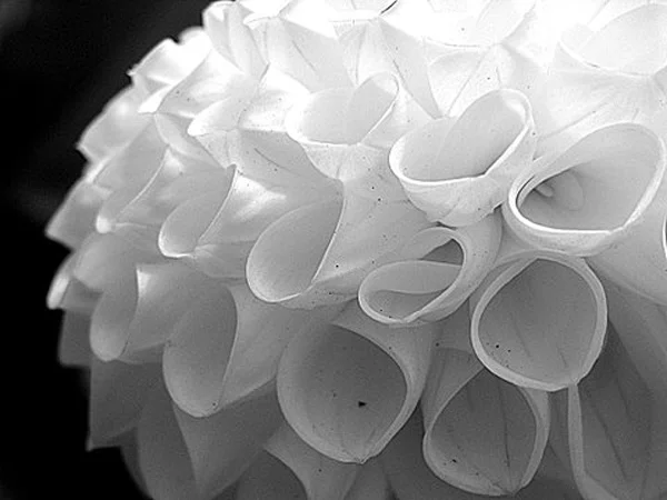 white_dahlia.jpg