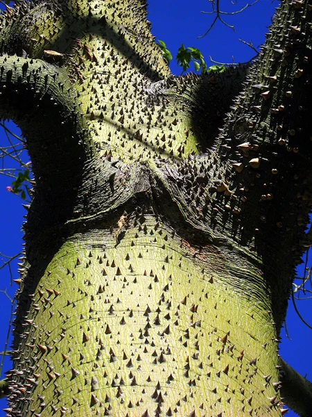 floss_silk_tree.jpg
