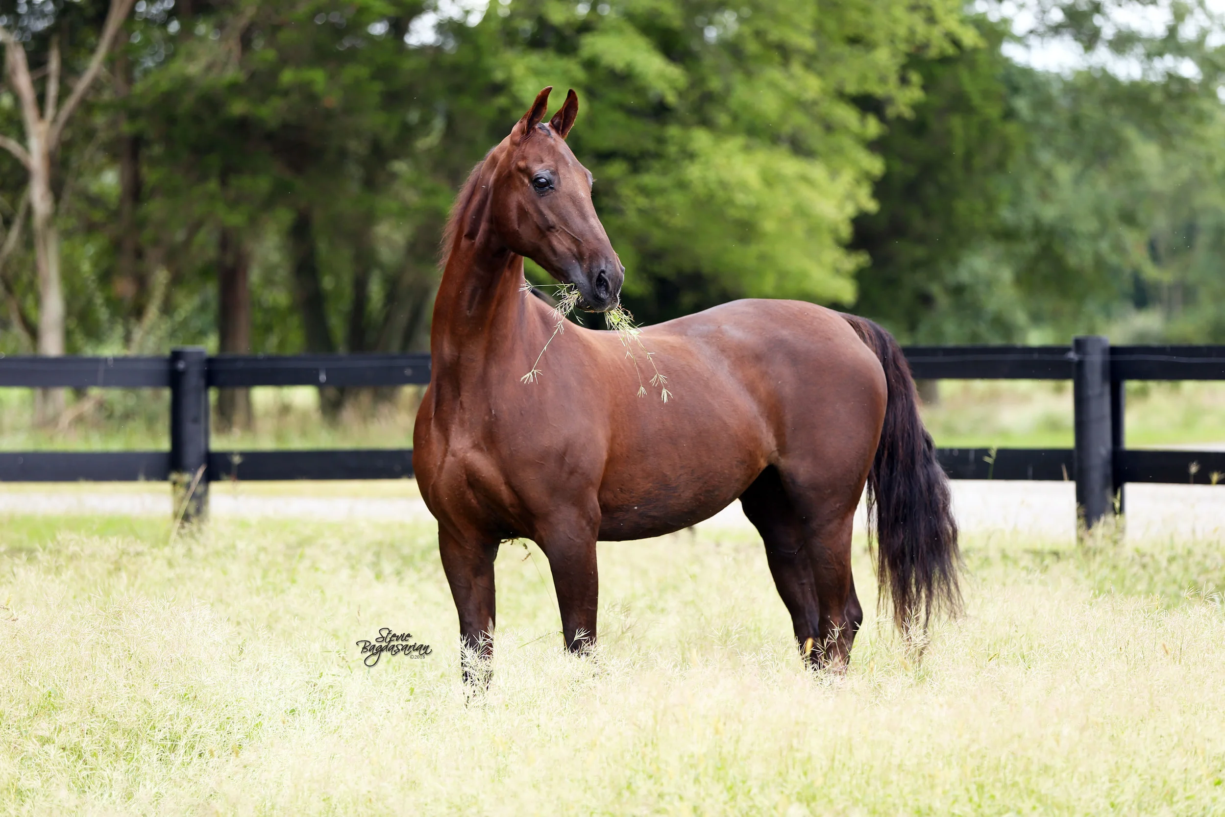 Revelation Farms -0964.jpg