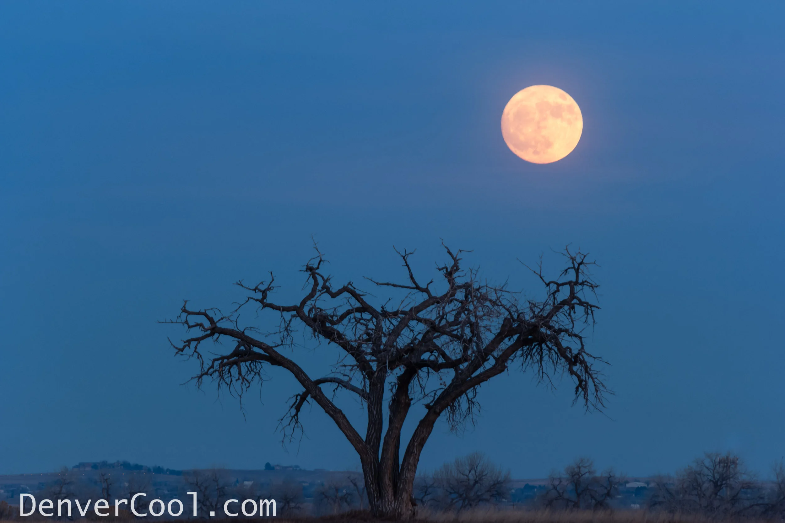 Tree Silhouetted by the Moon