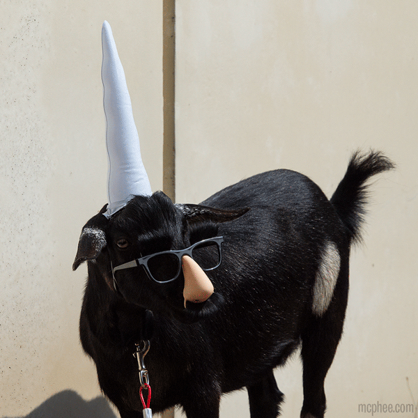 GoatDayGIF06.gif