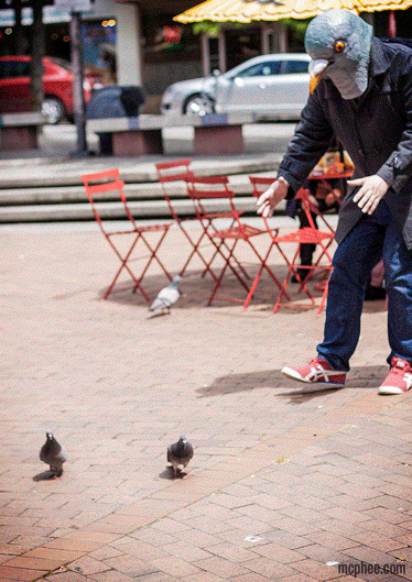 12367-pigeonchase.gif