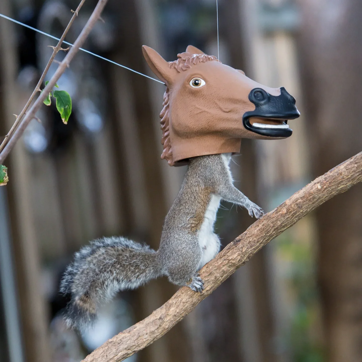 Horse Head Squirrel Feeder