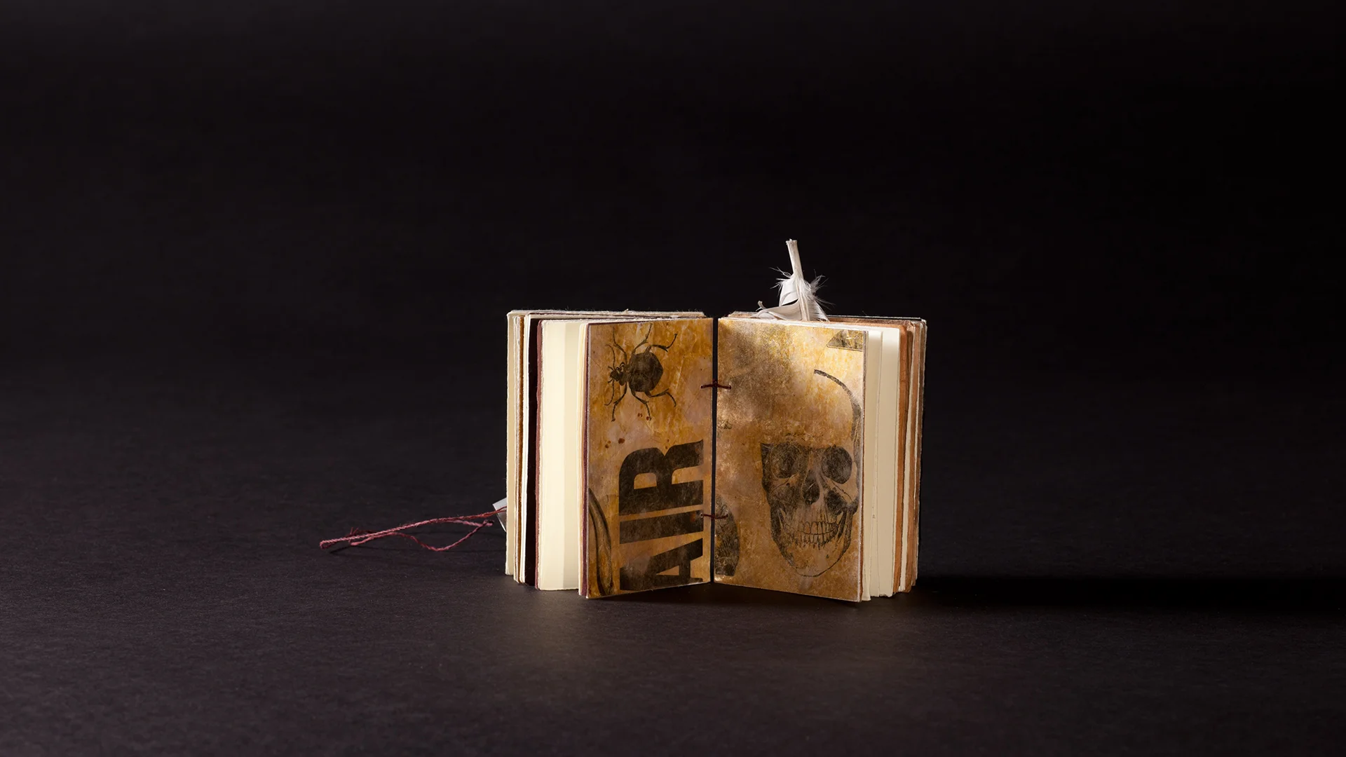 Teddybear Cactus_website_4.jpg