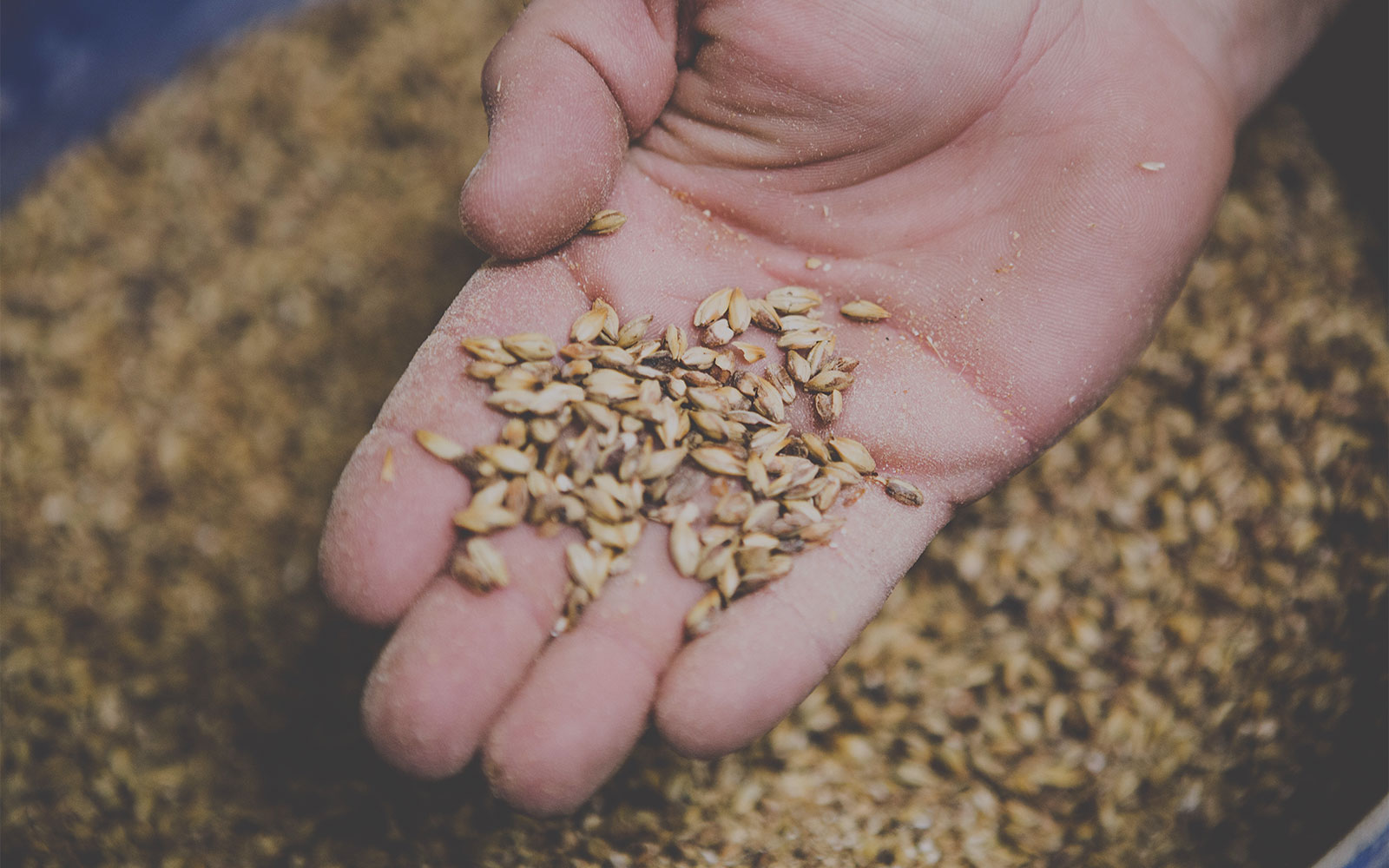 grain-3.jpg