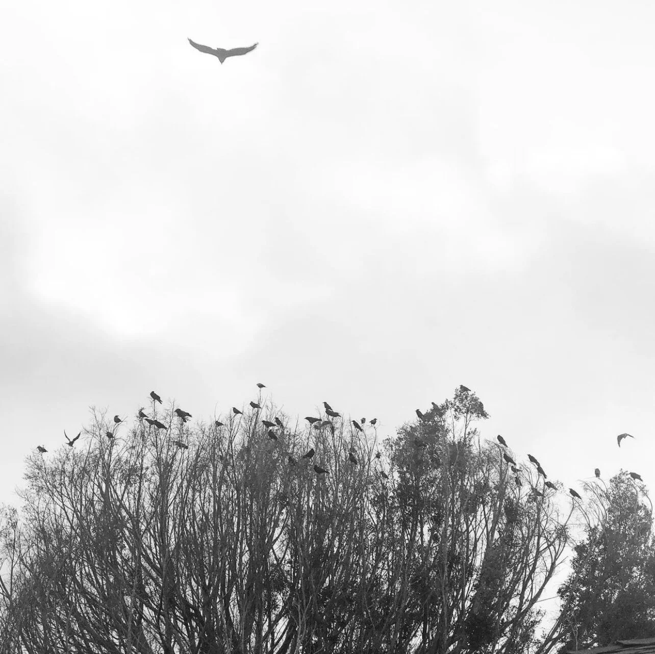 IMG_9352.jpeg