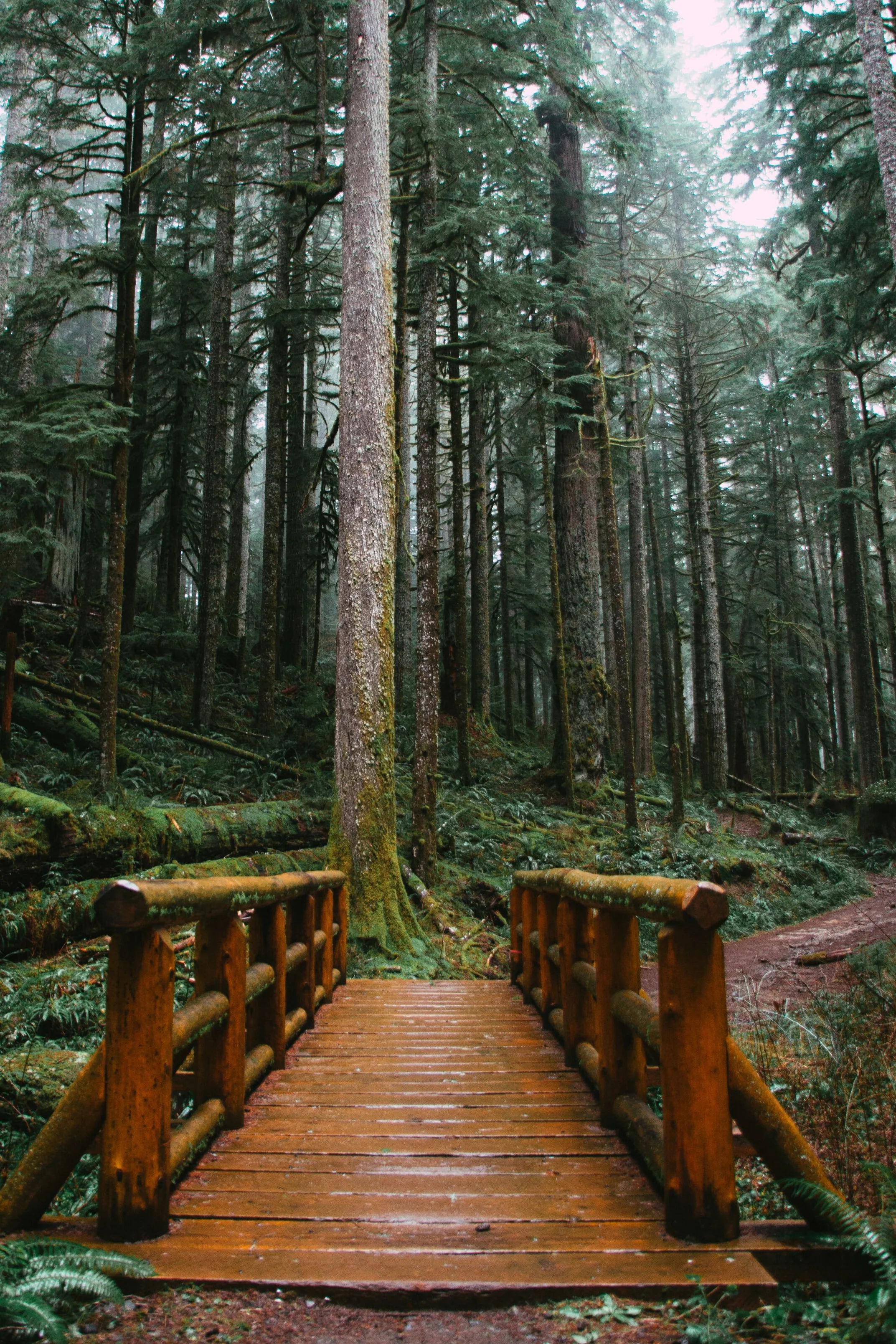 Bridge+in+woods%2C+Buck+Mountain+Road%2C+OR%2C+USA+Photo+by+Eric+Muhr+on+Unsplash.jpg