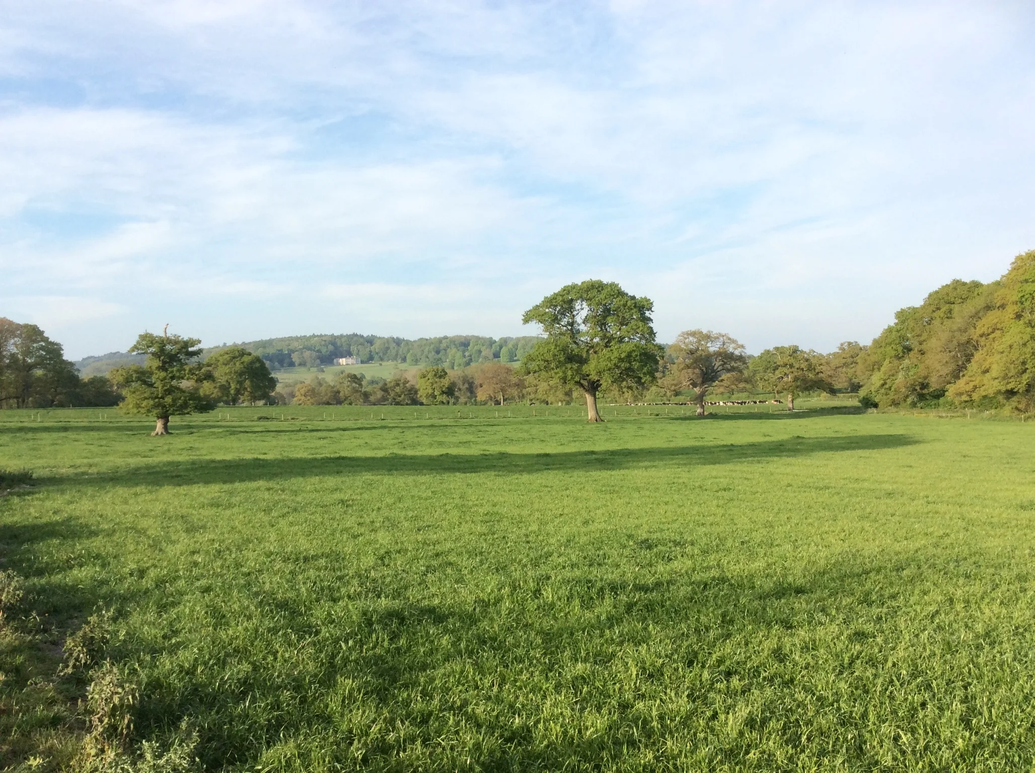  We are lucky enough to have clay soil, creating rich lush grass that grows well through the summer, spread over what we call the 'Park'. The cows rotate around it through the summer, meaning they always have fresh grass everyday.  The Park is also o