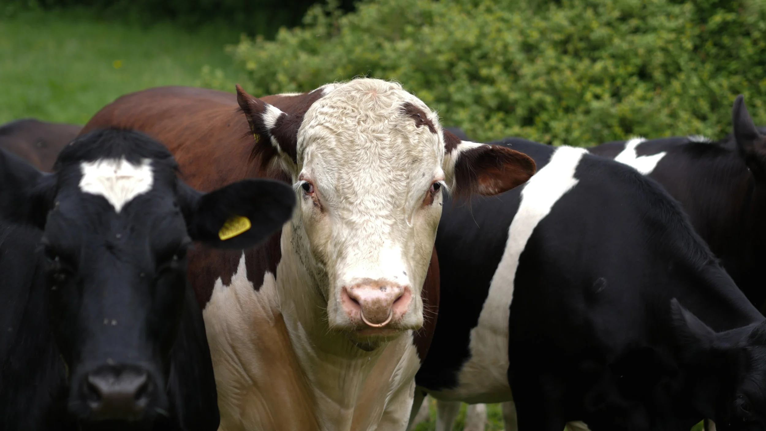 We have one bull called Falcon, he lives with his group of heifers he is very quiet and spends most of his day sleeping and eating