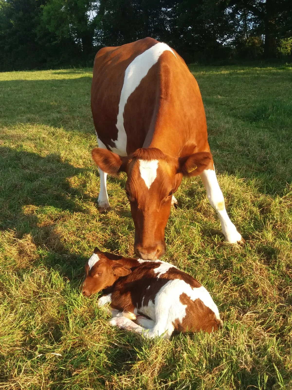  Occasionally Friesians can be born a different colour, we have a few ‘red’ cows in our herd, we love the variety!   