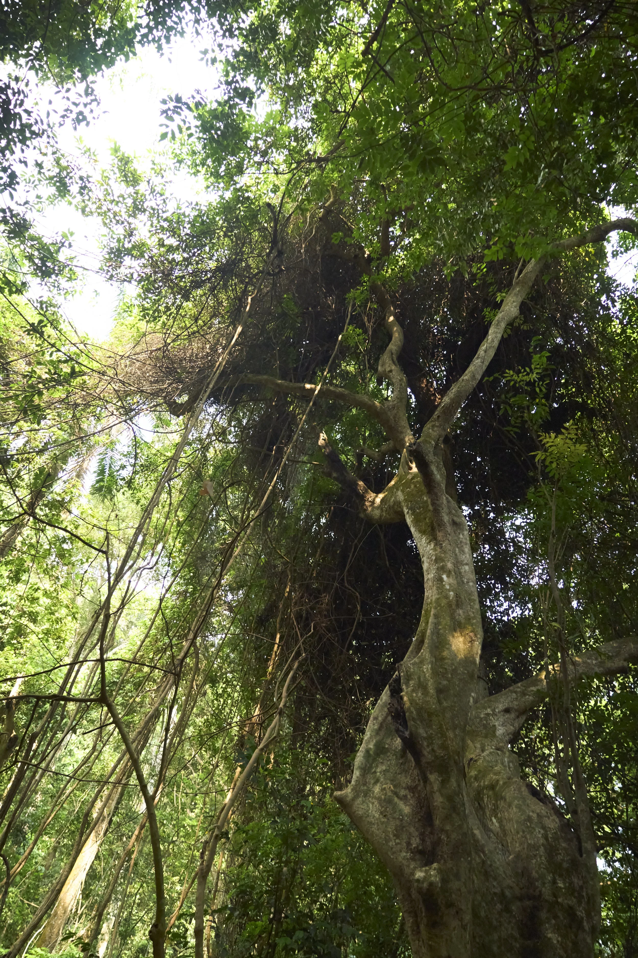 Lianes début de la canopée