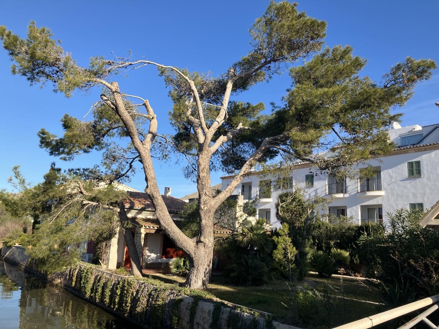 Any cyclist who has visited the famous ⁦‪Tolo&rsquo;s restaurant in Puerto Pollensa, Mallorca, will have seen this Tree of the Day on the other side of the bridge. It&rsquo;s a Mediterranean Pine, a bit wind damaged, but very characterful.