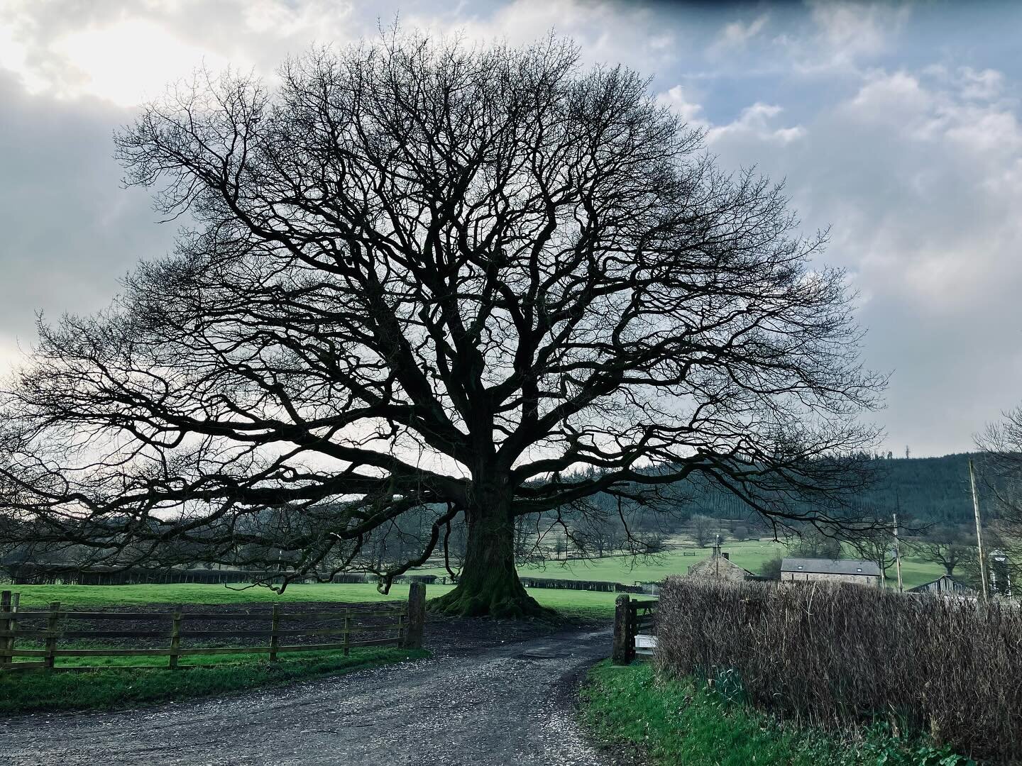 Here&rsquo;s an update on my favourite Tree of the Day, the oak at the top of Chaigley. No signs of coming into leaf yet of course, but you can be sure that deep beneath the ground things are beginning to stir. Spring is just around the corner.