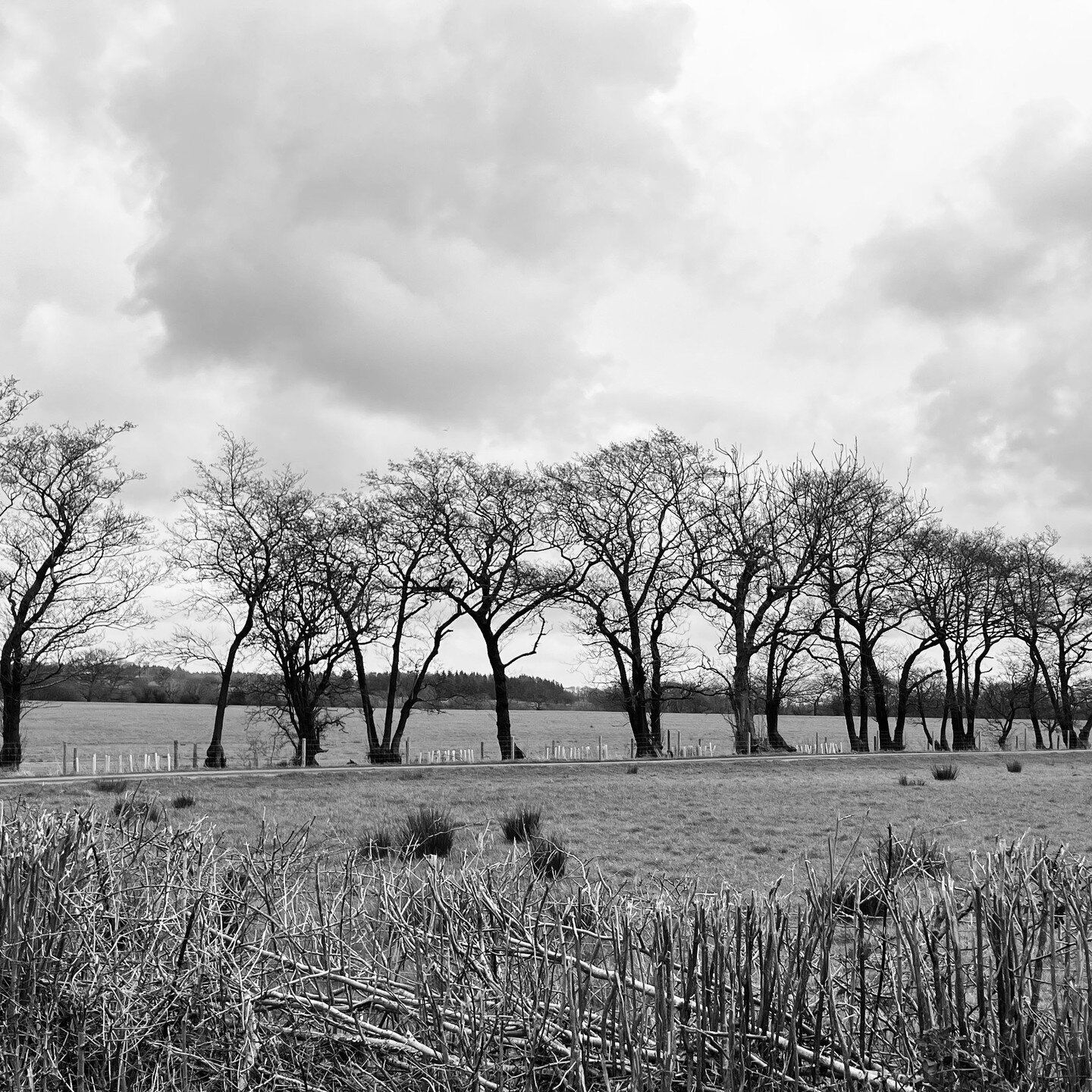 Today's Tree of the Day photo features a row of alders (Alnus glutinosa) just off the old Roman road at Higher Lees near Whitewell in the heart of @forestofbowland. A dull day, but always good to be out on the bike in the fresh air for a couple of ho