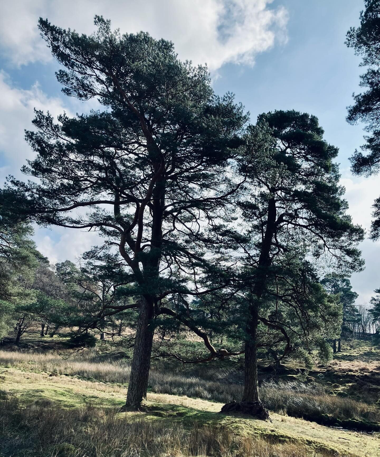 Two Scots pine Trees of the Day from my bike ride through the Trough of Bowland today.