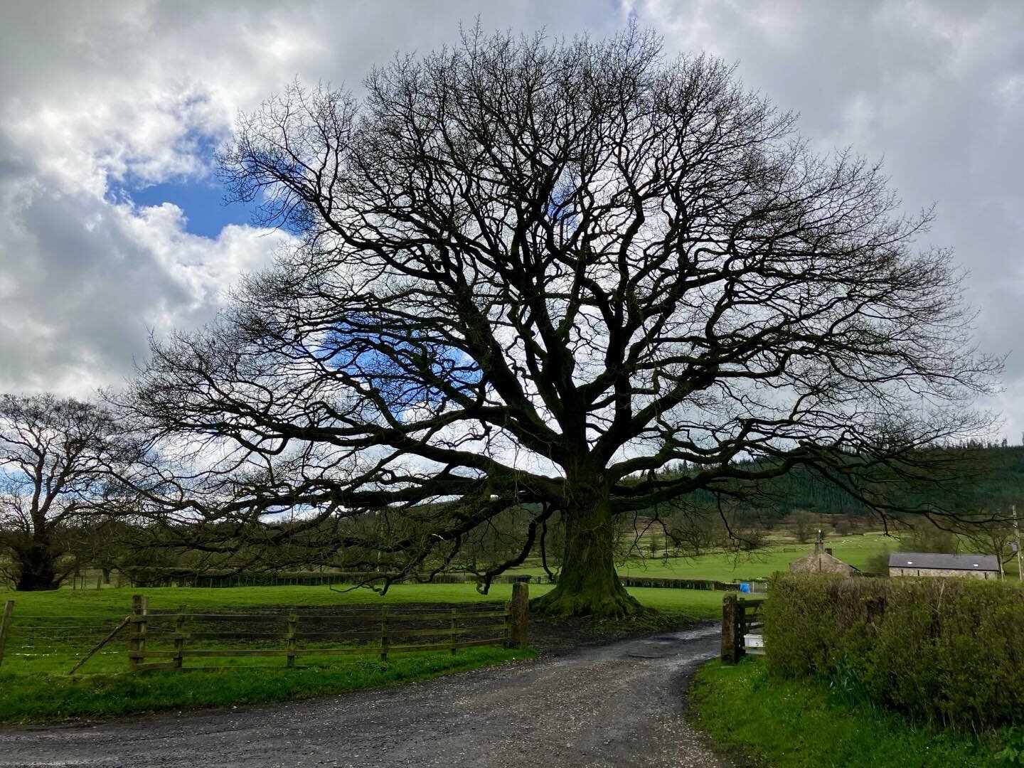 Still no sign of Spring on my favourite oak Tree of the Day, at Chaigley in the Ribble Valley, Lancashire, UK. From my bike ride this morning (Thursday). But it won&rsquo;t be long now.